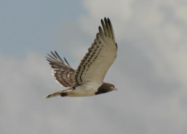 Black-breasted Snake Eagle