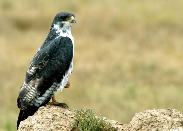 Augur Buzzard