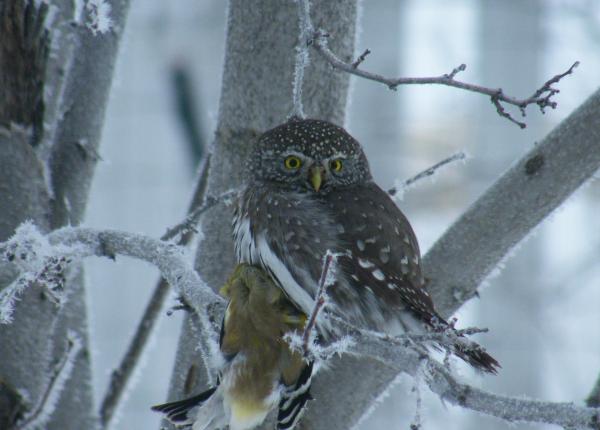 Northern Pygmy Owl