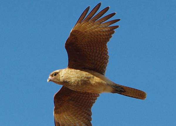 Chimango Caracara