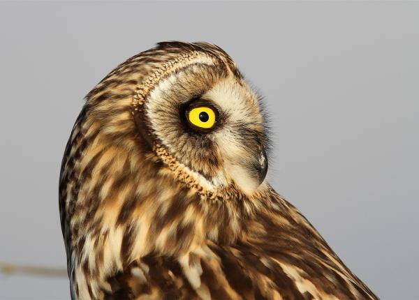 Short-eared Owl