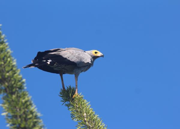 Madagascar Harrier Hawk