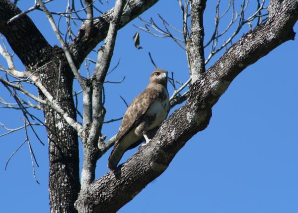 Madagascar Buzzard