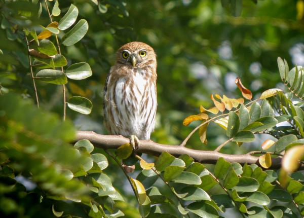 Ferruginous Pygmy-Owl