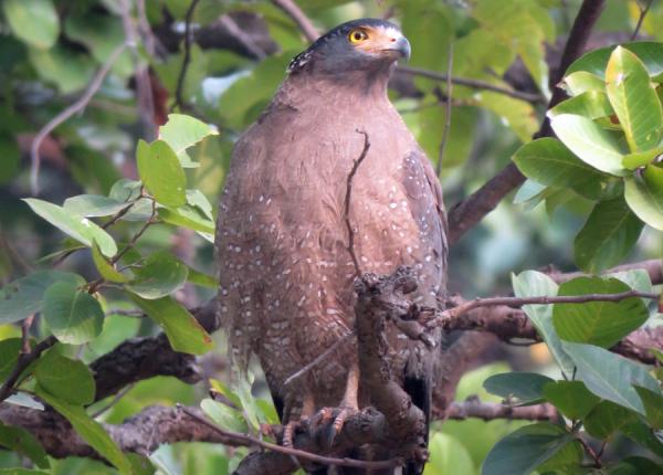 Crested Serpent-Eagle