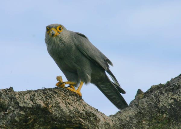 Gray Kestrel