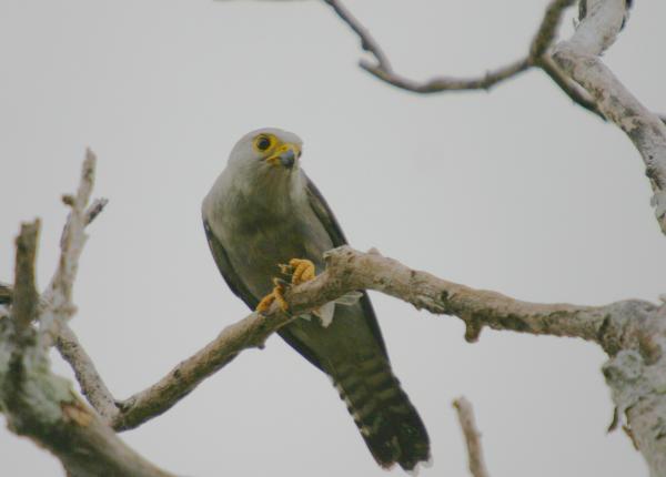 Dickinson's Kestrel