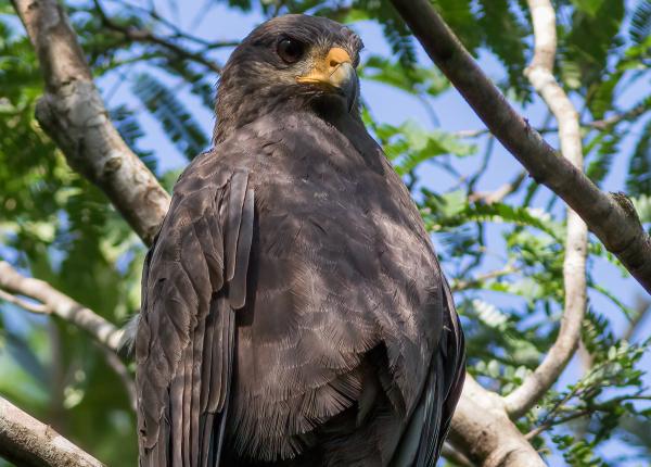 Cuban Black Hawk