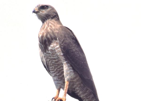 Dark Chanting Goshawk