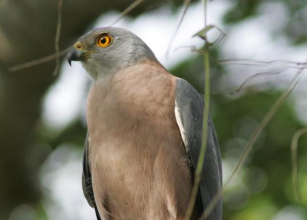 Fiji Goshawk