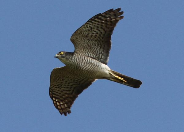 Japanese Sparrowhawk