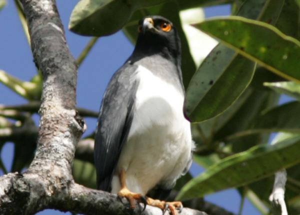 New Caledonia Goshawk