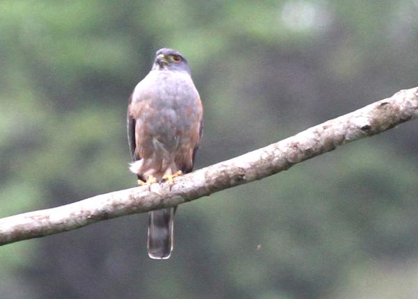 Rufous-thighed Kite