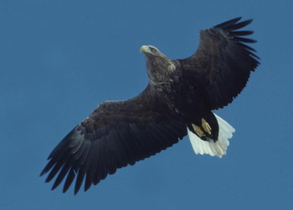 White-tailed Eagle