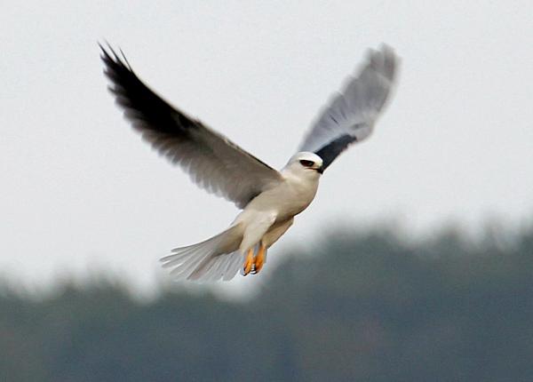 White-tailed Kite