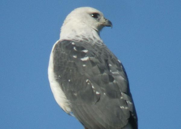 White-necked Hawk