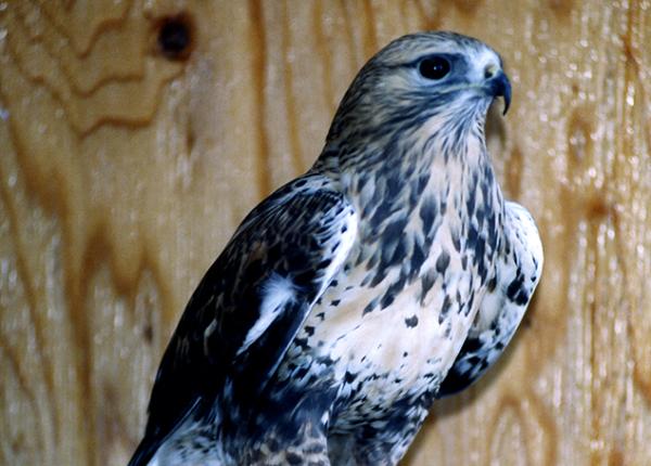 Rough-Legged Hawk