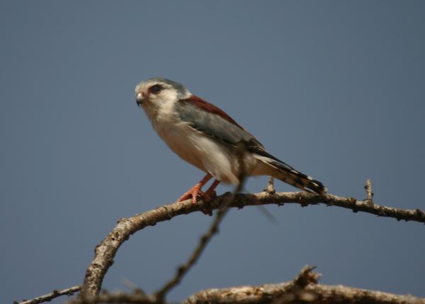 African Pygmy Falcon