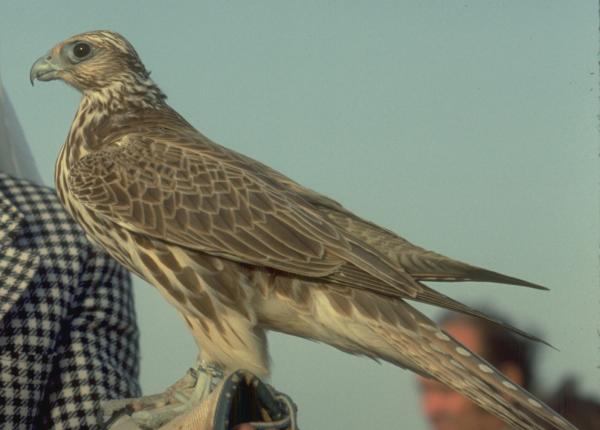 Saker Falcon