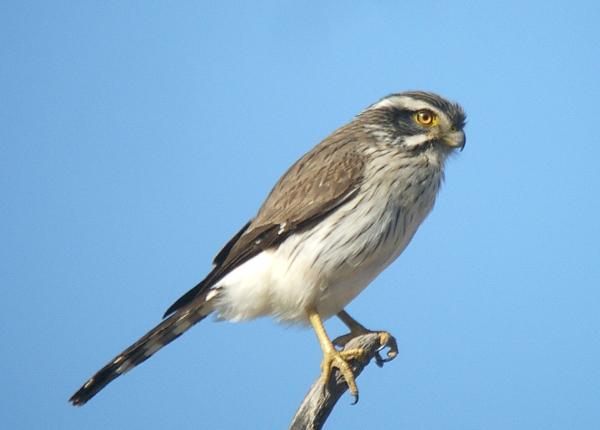 Spot-winged Falconet