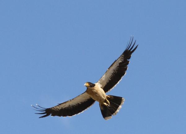 White-throated Caracara