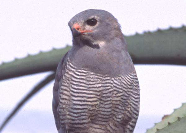 Lizard Buzzard