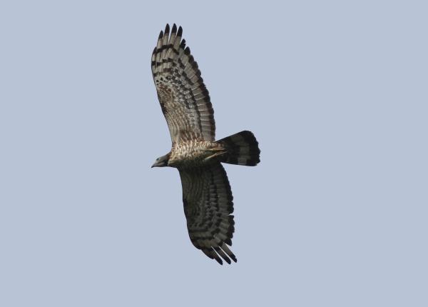 Crested Honey Buzzard