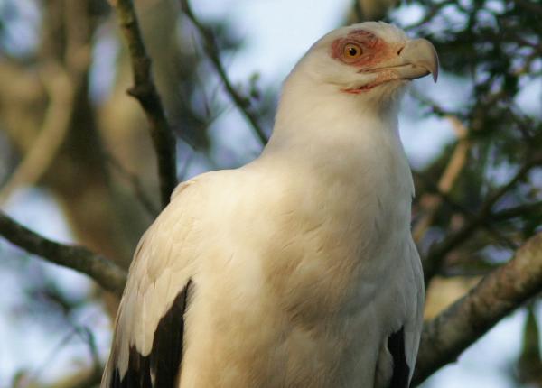 Palm-nut Vulture