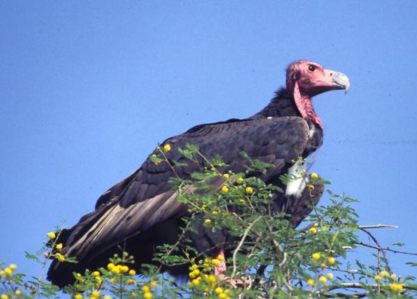 Red-headed Vulture