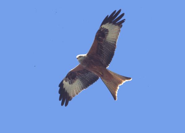 Red Kite