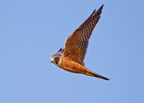 Australian Hobby