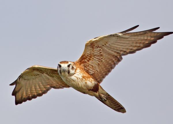 Brown Falcon