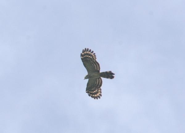 Long-tailed Honey Buzzard