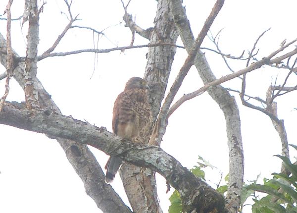 Spotted Kestrel