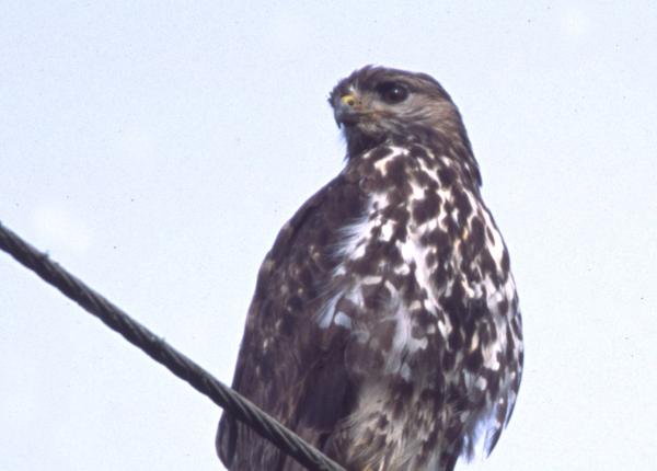 Mountain Buzzard