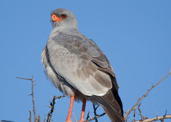 Pale Chanting Goshawk