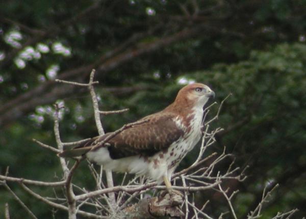 Red-necked Buzzard