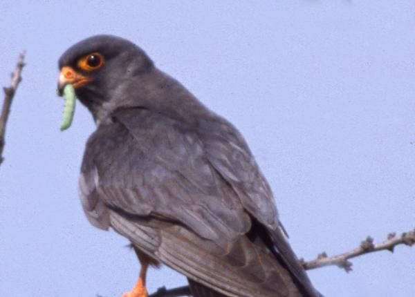 Red-footed Falcon