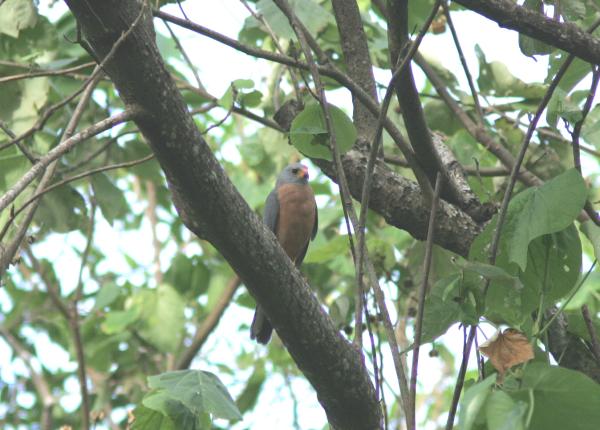 Variable Goshawk