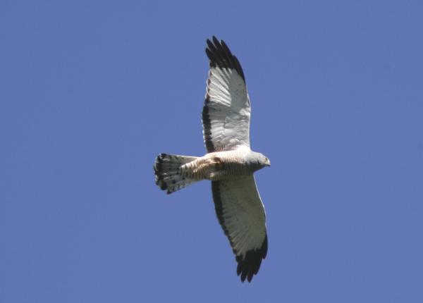 Cinerous Harrier