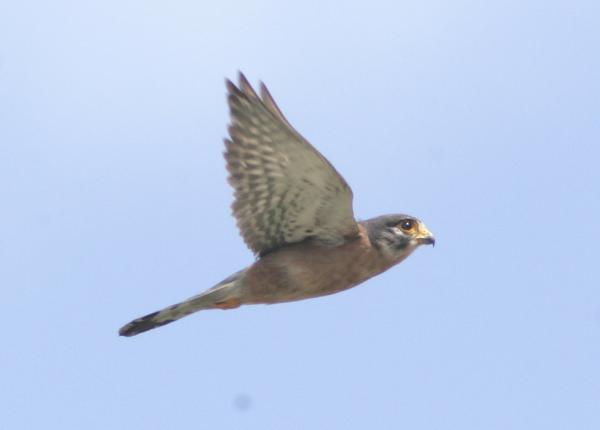 Seychelles Kestrel