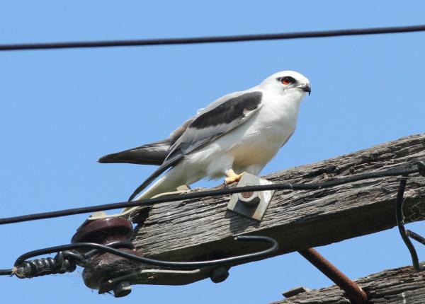 Australian Kite