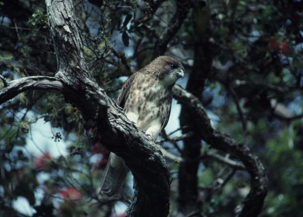 Hawaiian Hawk