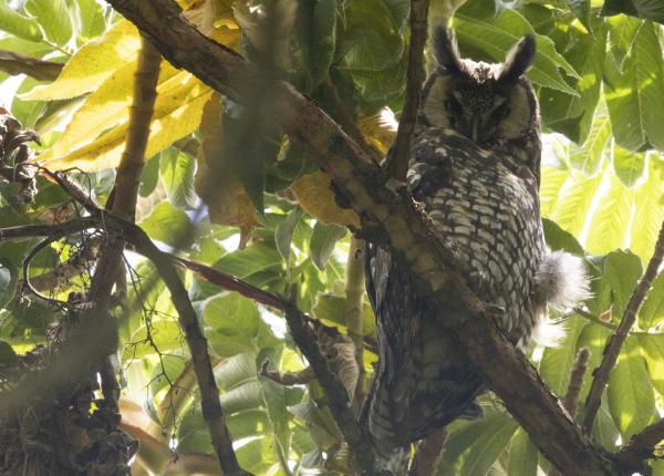 Abyssinian Owl perched in a tree