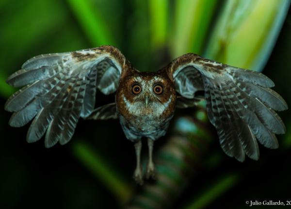 Puerto Rican Schreech-owl flying towards the camera at night