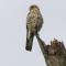 Malagasy Kestrel