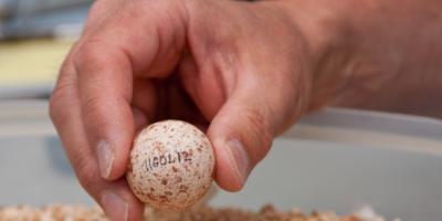 hand holding Aplomado Falcon egg