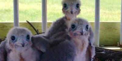 Aplomado nestlings in a protective raised nesting box platform