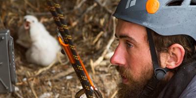 Student checks a camera as a Gyrfalcon nestling watches