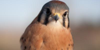 Bob, American Kestrel portrait